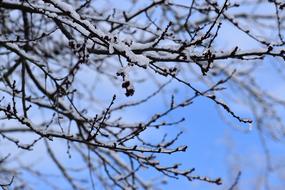 Branches Ice Sky