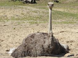 beautiful ostrich in the meadow view