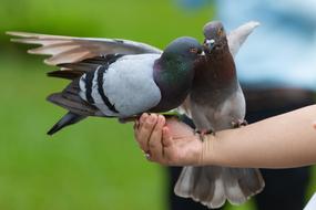 a pair of doves on a man's arm.