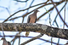 wooden branch with a bird on the branch