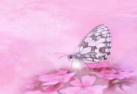 butterfly on a pink background view