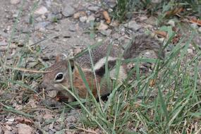 green herb squirrel