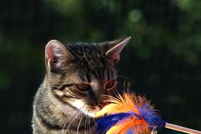 a cat with fluffy feathers playing