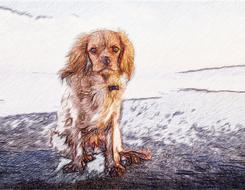 a pet dog paint job