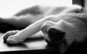 sleeping cat on the window