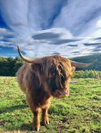 fluffy cow in a green meadow