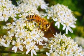 white flower with a bee in the garden