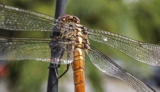 large dragonfly close-up view