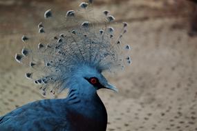 bluebird