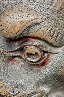 Stone Statue eye