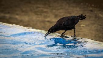 black crow on blue water