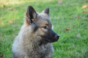 fluffy dog in green grass view