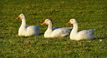 white ducks on green grass view