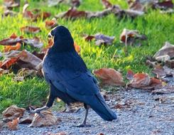 a black crow on green grass with dry leaves