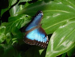 babchoka in blue flower on green leaves