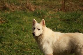 white fluffy dog in green grass