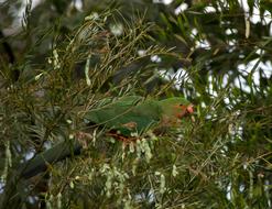 parrot in green leaves view