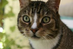 cat cute green eyes