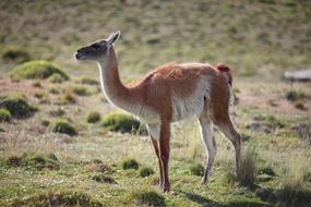 wild animal in a field of green