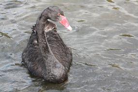 black duck with a red beak