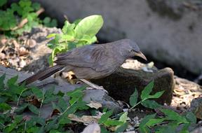 black crow in green leaves
