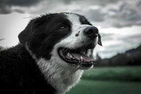 smiling dog with a white pattern