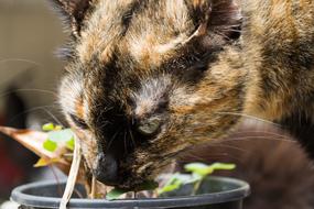 a cute cat eating grass