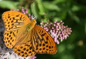 an orange butterfly on a pink flower.