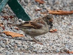 sparrow on the ground with leaves