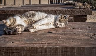 fluffy cat on a wooden table