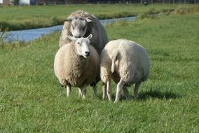 fluffy sheep on green grass
