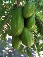 Green ripe tropical fruits