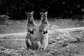 the kangaroos in the field are cute