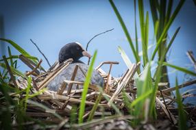 the bird in the nest is hidden