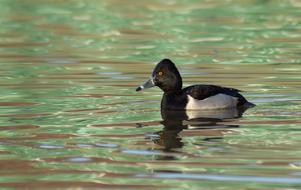black duck in green water