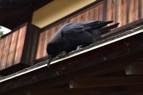 black crow on the roof of the house