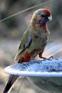 A parakeet in spots is a beautiful sight
