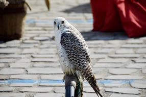 wild bird at a performance