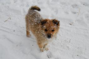 red dog in the white snow
