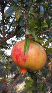 ripe pomegranate on a tree