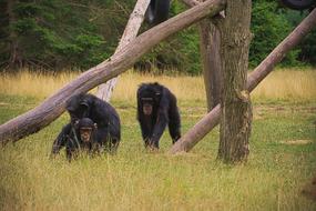 black monkeys at the zoo
