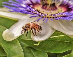 a beautiful flower with a wasp-like appearance