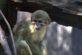 yellow monkey in the trees