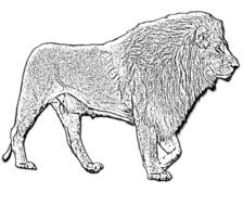 the lion is a black species of animal