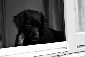 black fluffy dog in the window