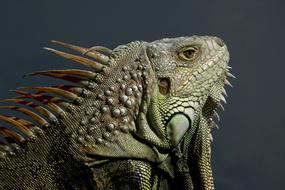 big iguana at the zoo