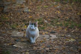 fluffy cat in fall leaves