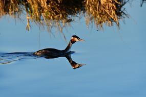 black duck with a red spot