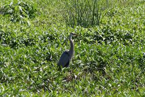 bird leaves meadow view