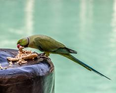 green parrot on the ocean